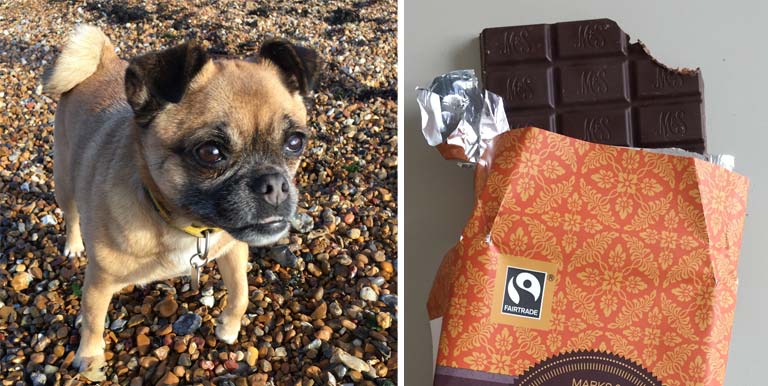 dog-and-chocolate